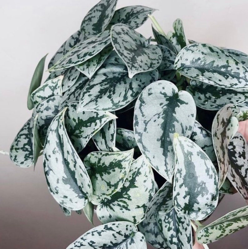 Scindapsus Silver Lady Rare Plant Rare Houseplants Hanging Etsy