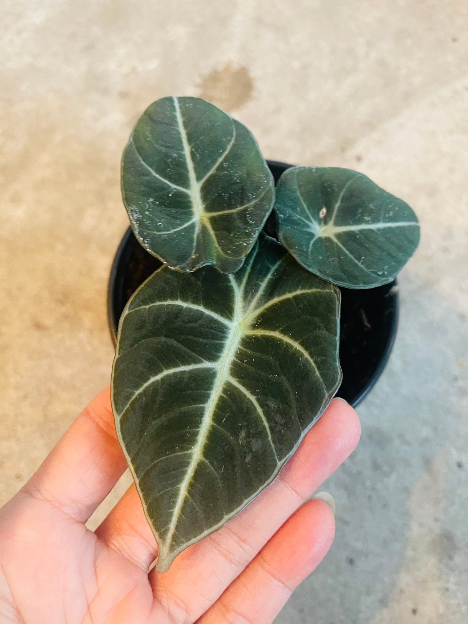 Rare Alocasia dragon scale plant Alocasia live Plant dragon Etsy