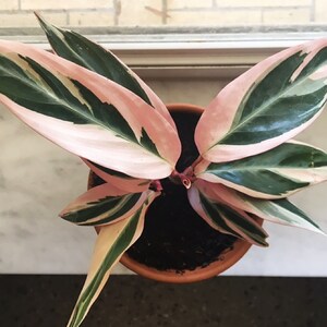Stromanthe sanguinea Tri-Color rare houseplant pink variegated houseplant rooted prayer plant pink giner plant striking houseplants triostar image 7