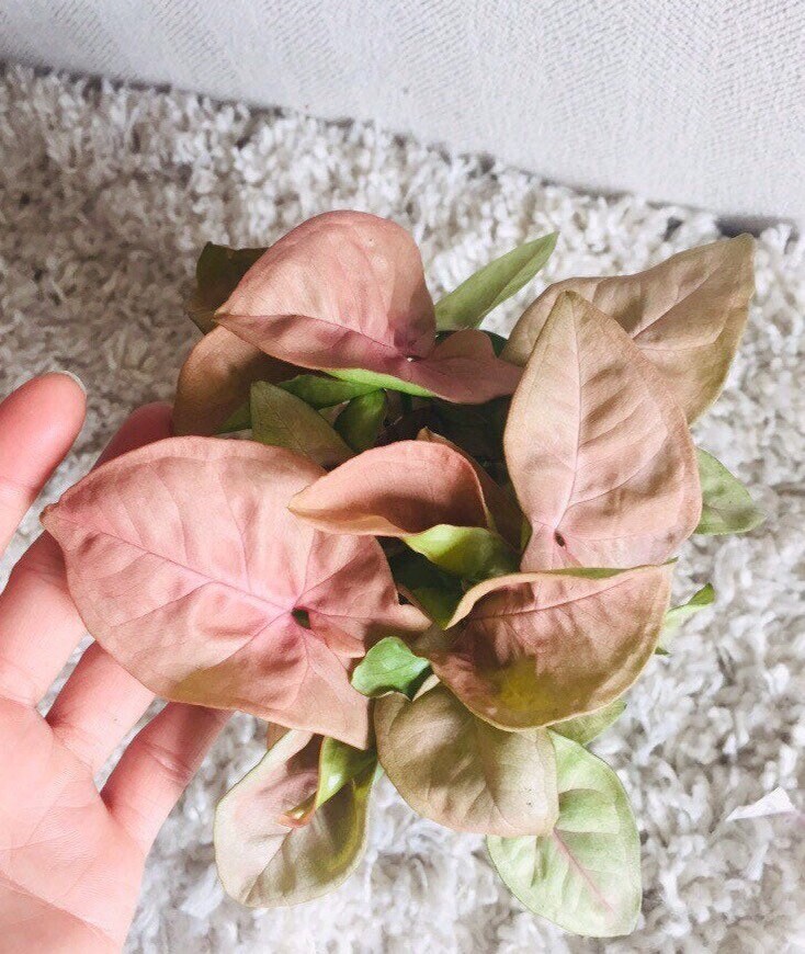 RARE Pink Allusion Arrowhead Vine rare plants trendy Etsy