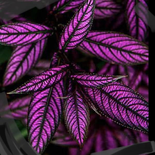 Purple Persian Shield Plant-Strobilanthes dyeriana- Royal Purple Plant- Rare live houseplant- Indoor plant- exotic plant