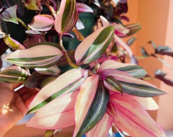 wandering jew pink wandering Jew multicolor Tradescantia Albiflora Rainbow wandering jew rooted plant rooted variegated wandering jew