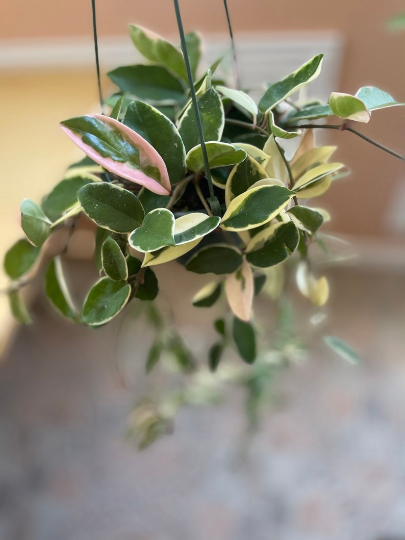 Hoya Carnosa Krimson Queen Wax Live Plant Indor Houseplant Etsy