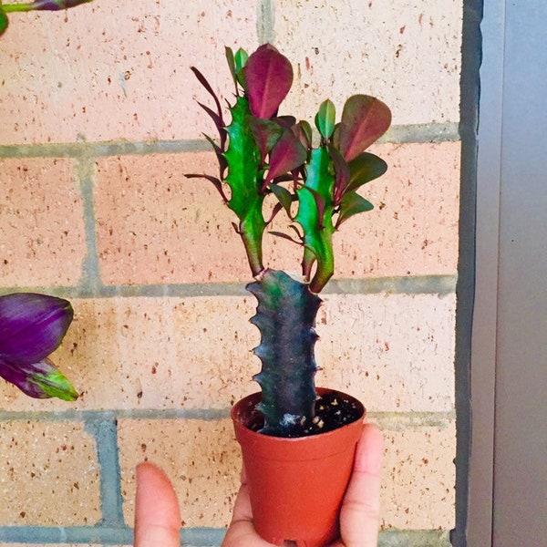 Plante panachée rare Euphorbia Trigona Baron Rouge Cactus rare cactus exotique plante panachée Tiger Lucky Cactus plantes succulentes rares plantes vivantes