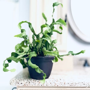 Rare cactus plant exotic succulent  plant rare succulents live plants cactus east care plant