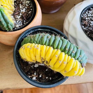 Extremely Rare 'Myrtillocactus Geometrizans Cristata Elite' Rainbow Cactus Blue crested cactus plant rare  cactus exotic cactus gift idea