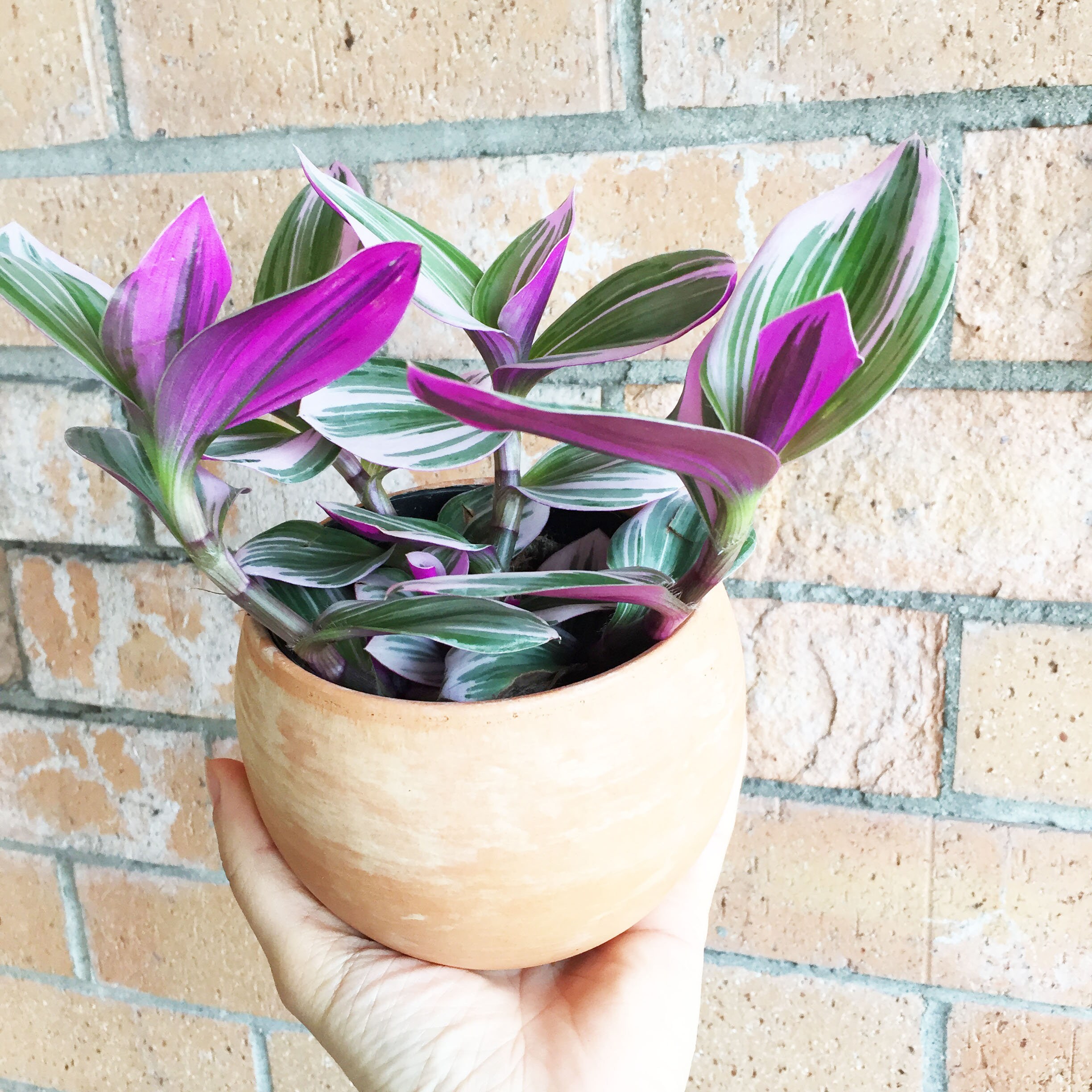 Rare tradescantia nanouk lilac plant Rare wandering Jew Nanouk | Etsy