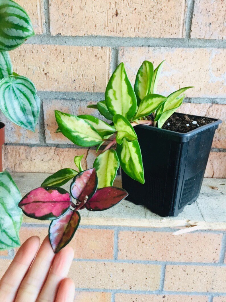 Rare Hoya Variegated Princess Wax Live Plant Hoya Variegated Etsy