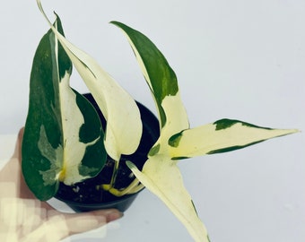 Rare Epipremnum Harlequin mutate RARE Super cream Cultivar of Epipremnum Aureum Harlequin rare plant cutting rare plant cuttings