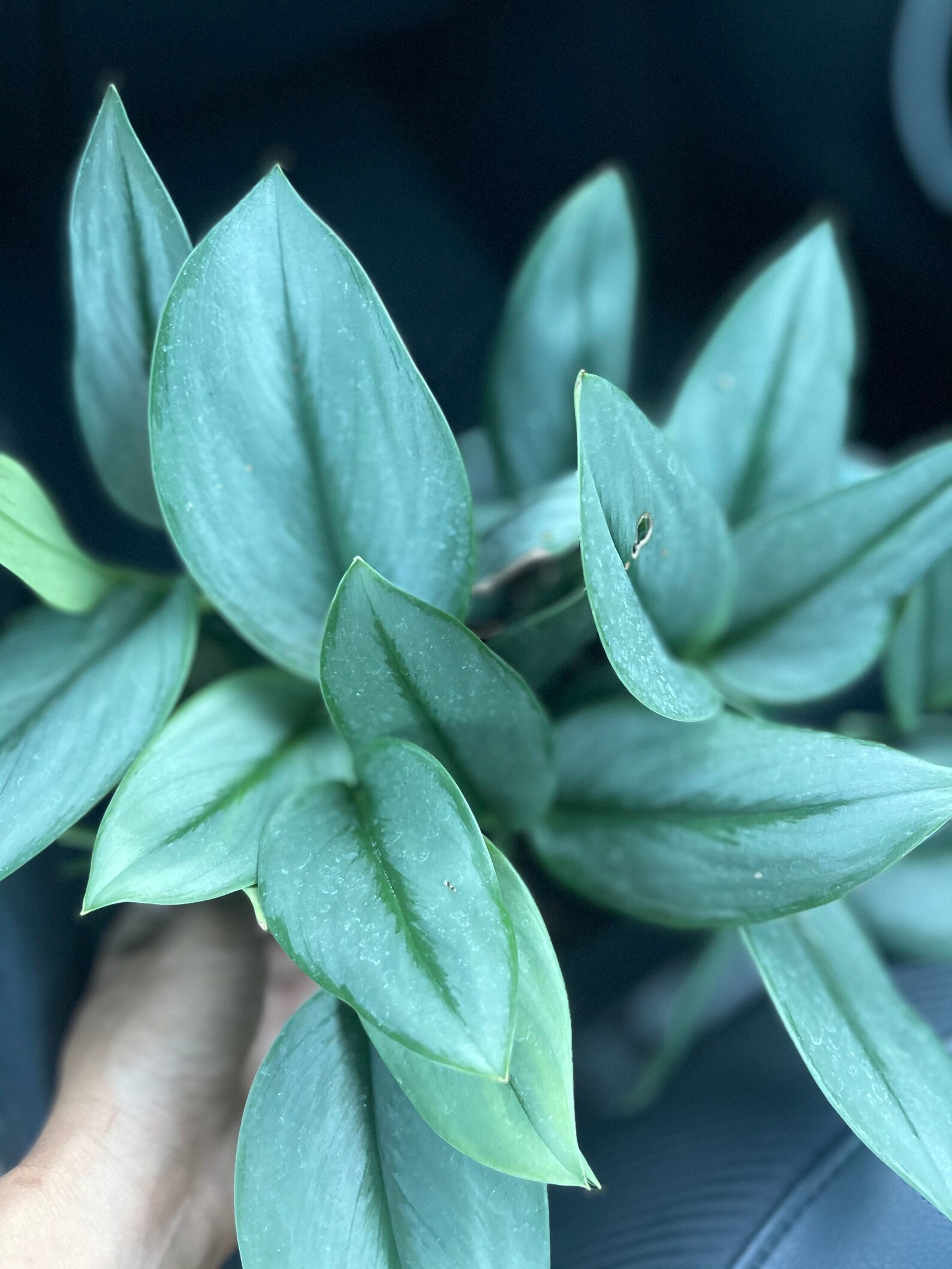 Rare Plant Scindapsus Treubii Moonlight Rare Plant Rare Etsy