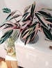 Stromanthe sanguinea Tri-Color rare houseplant pink variegated houseplant rooted prayer plant pink giner plant striking houseplants triostar 