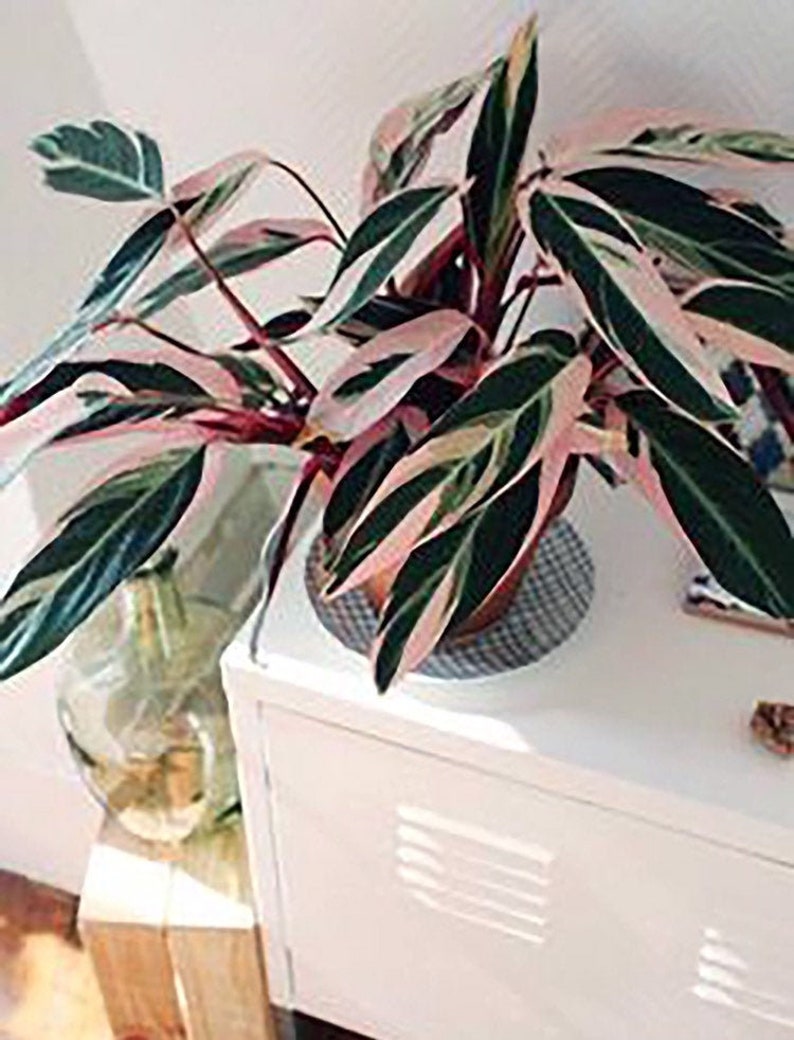 Stromanthe sanguinea Tri-Color rare houseplant pink variegated houseplant rooted prayer plant pink giner plant striking houseplants triostar image 1