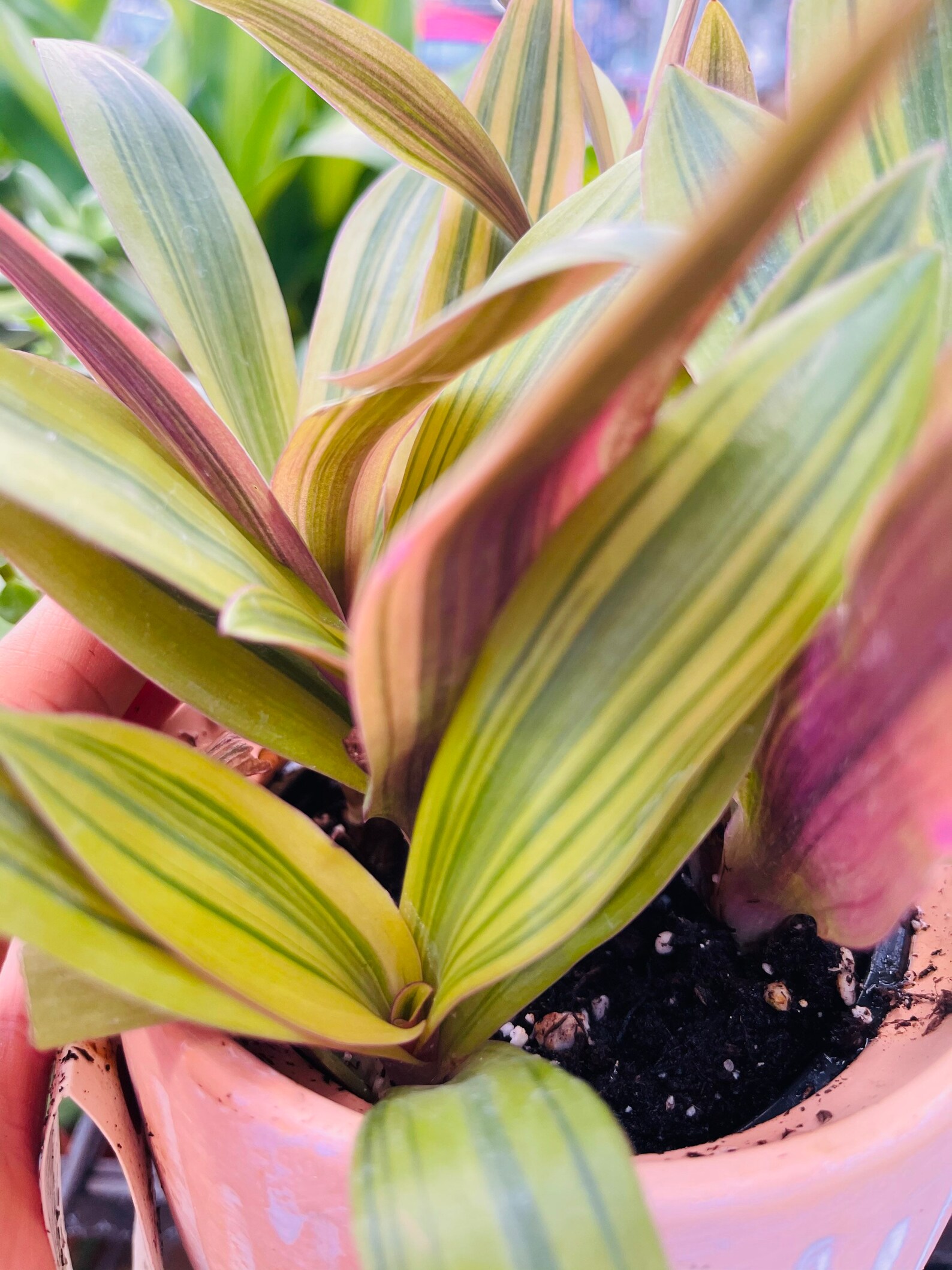 RARE House Plant Pink Live Plants Purple House Plant Colorful Etsy