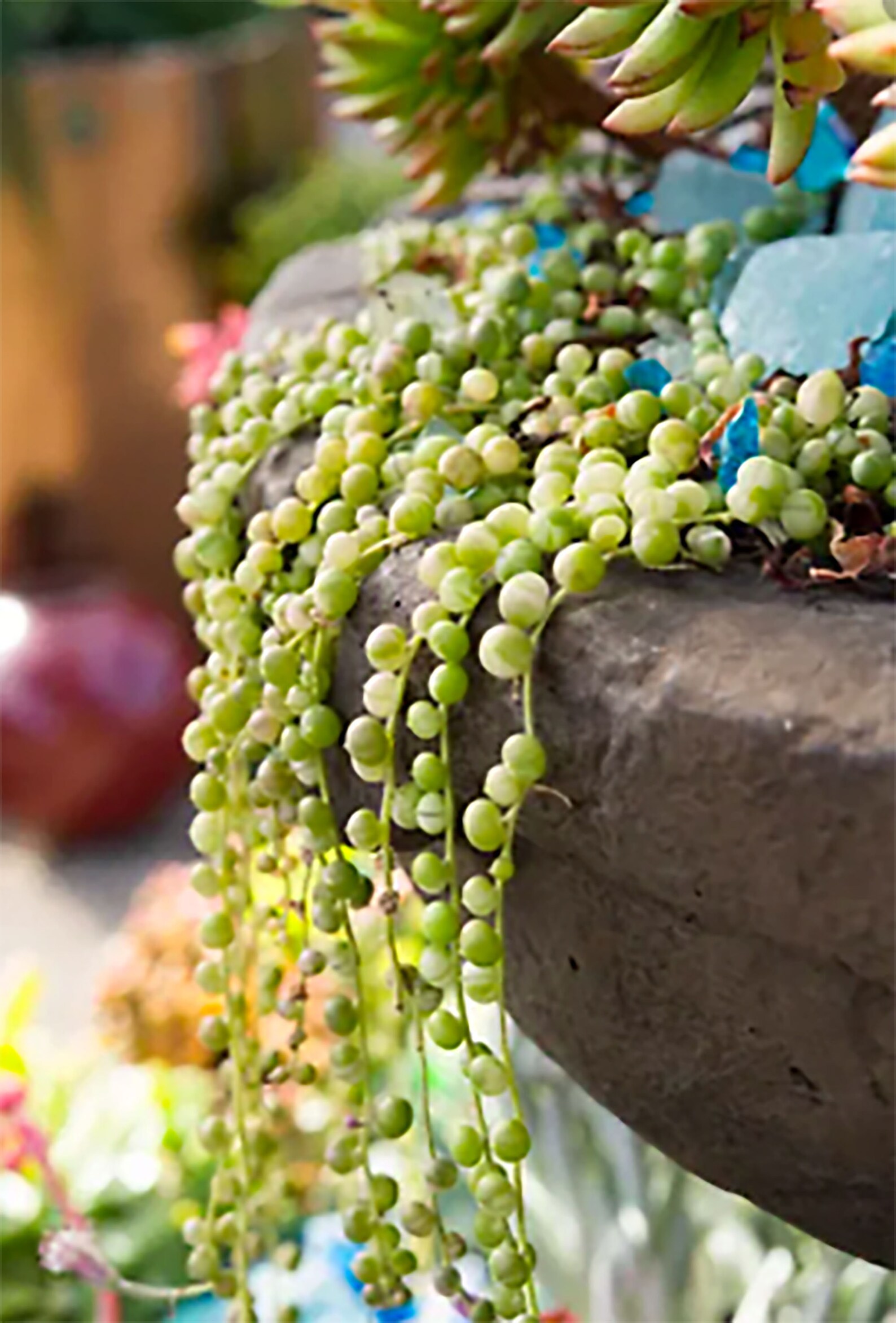 Variegated String of Pearls Variegata Rare Succulent Rooted Etsy