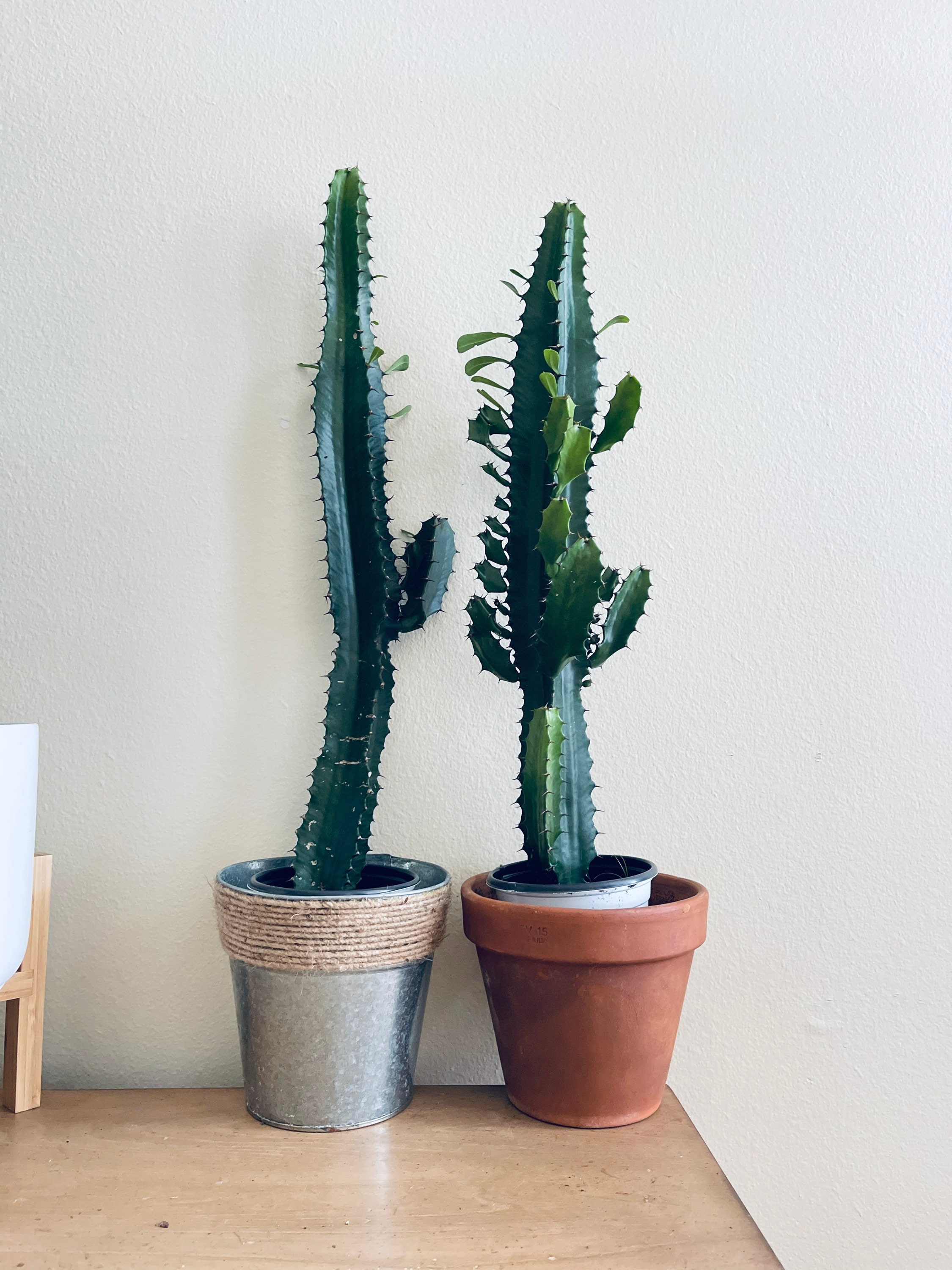 Big Cactus Plant Tall Cactus Plant Rare Variegated Cactus Etsy Singapore