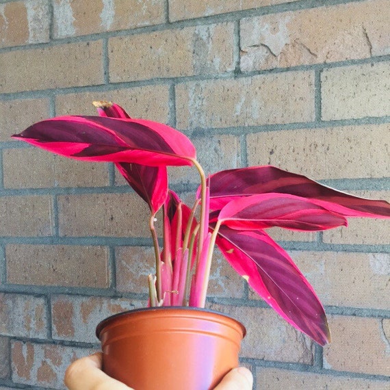 Stromanthe Sanguinea Tri-color Rare Houseplant Pink Variegated | Etsy