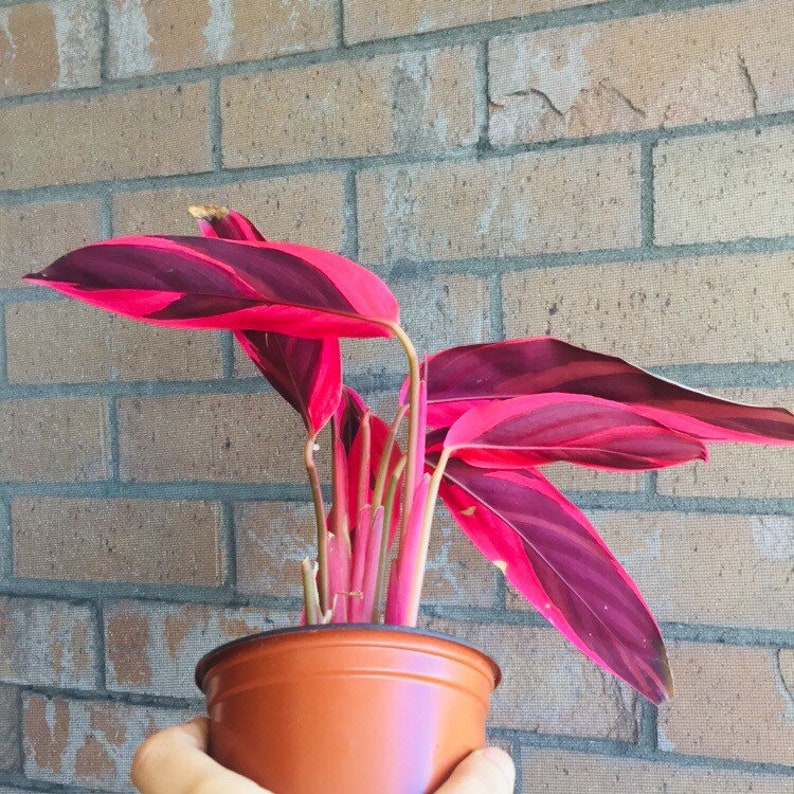 Stromanthe sanguinea Tri-Color rare houseplant pink variegated houseplant rooted prayer plant pink giner plant striking houseplants triostar image 8