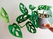 Rare Monstera Adansonii Swiss Cheese cutting rare houseplants Swiss cheese live plants hanging houseplants rare plants cuttings 