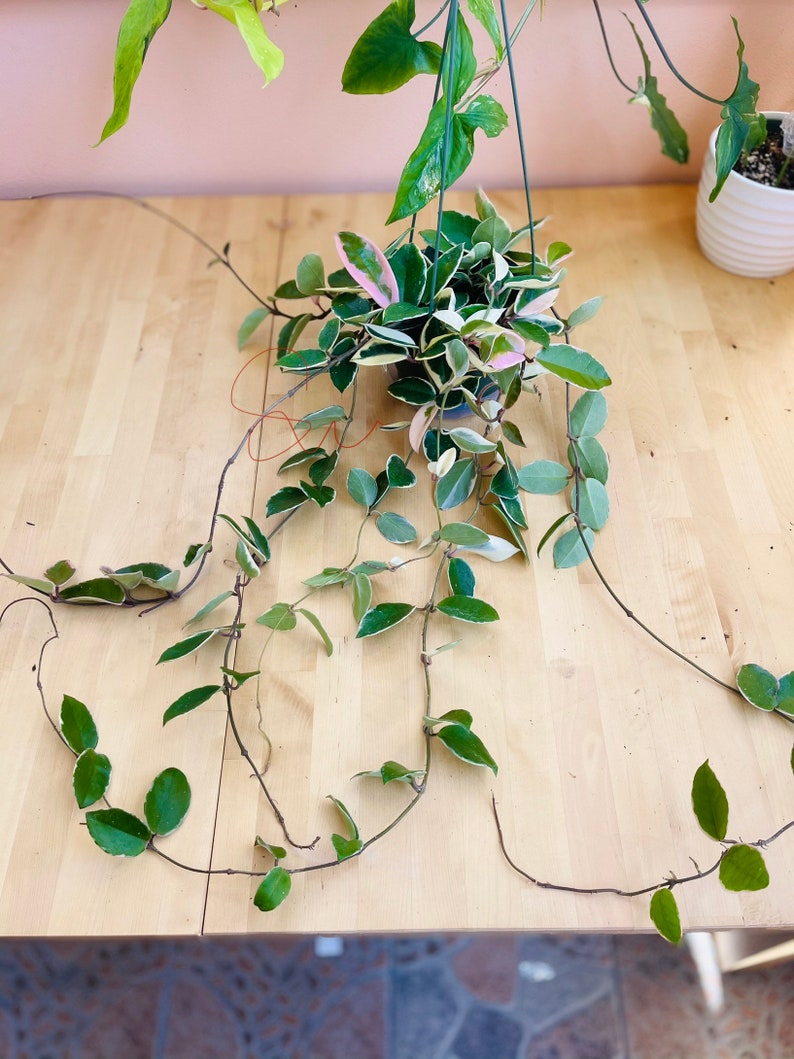 Hoya Carnosa Krimson Queen Wax Live Plant Indor Houseplant Etsy