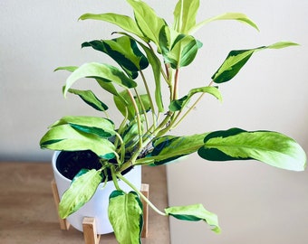 Philodendron Thai sunrise rare philodendron variegated plant  rare houseplants collection variegated philodendron golden gift idea