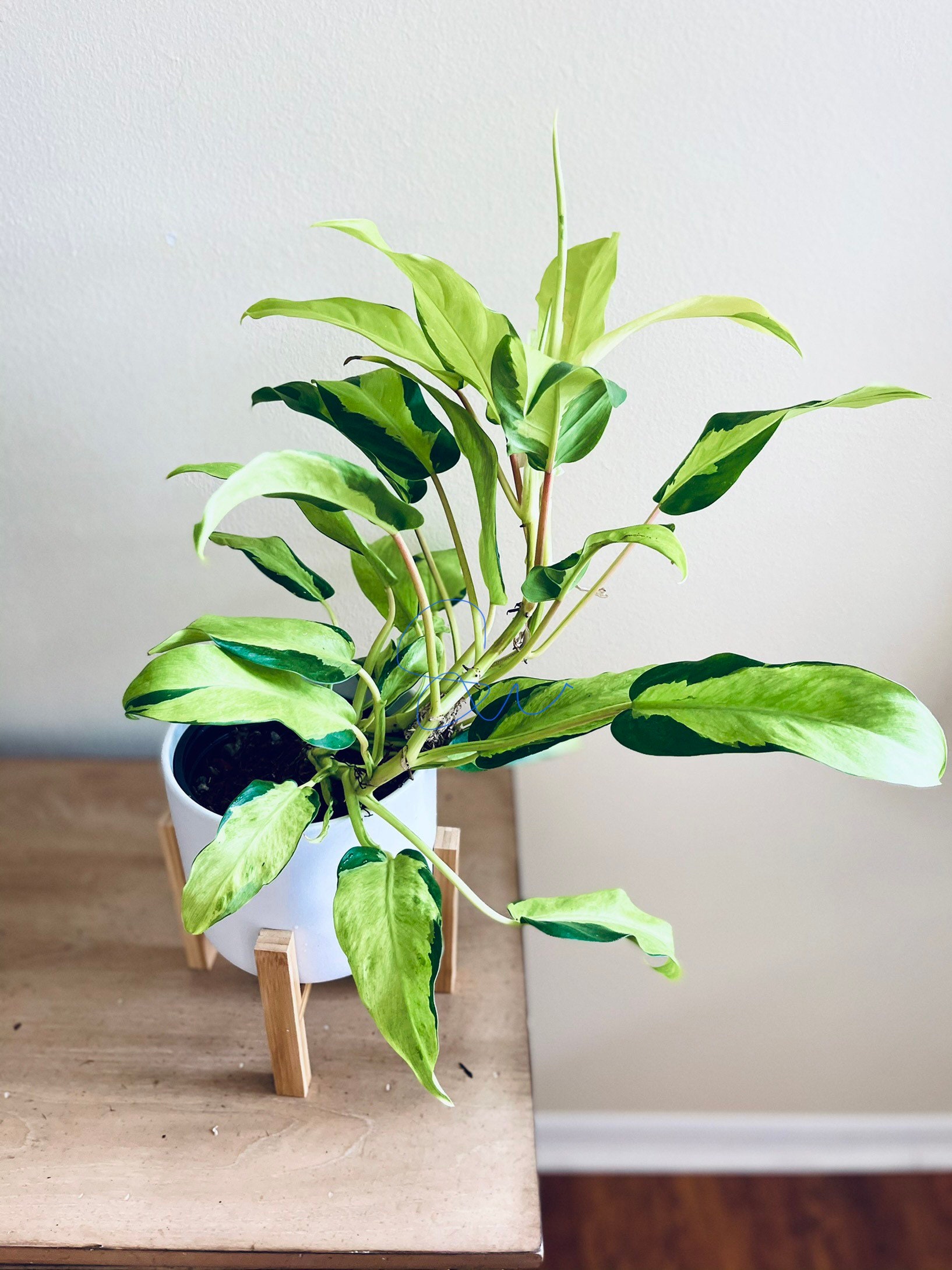 Philodendron Thai Sunrise Rare Philodendron Variegated Plant Etsy Singapore