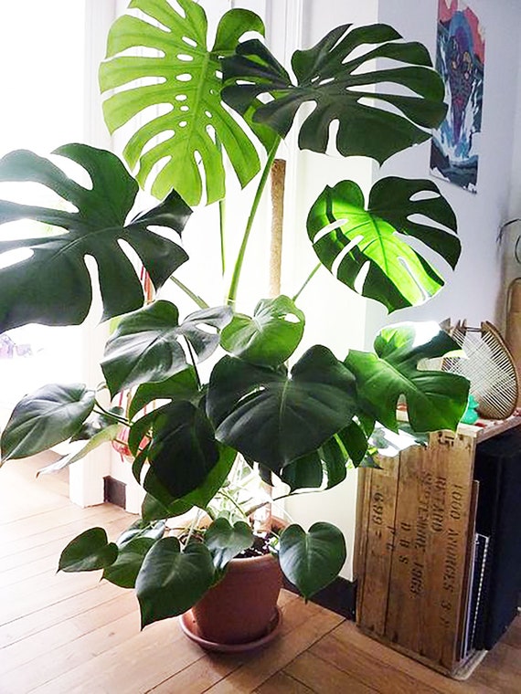 Philodendron Monstera Split Leaf Plants Split Leaf Etsy