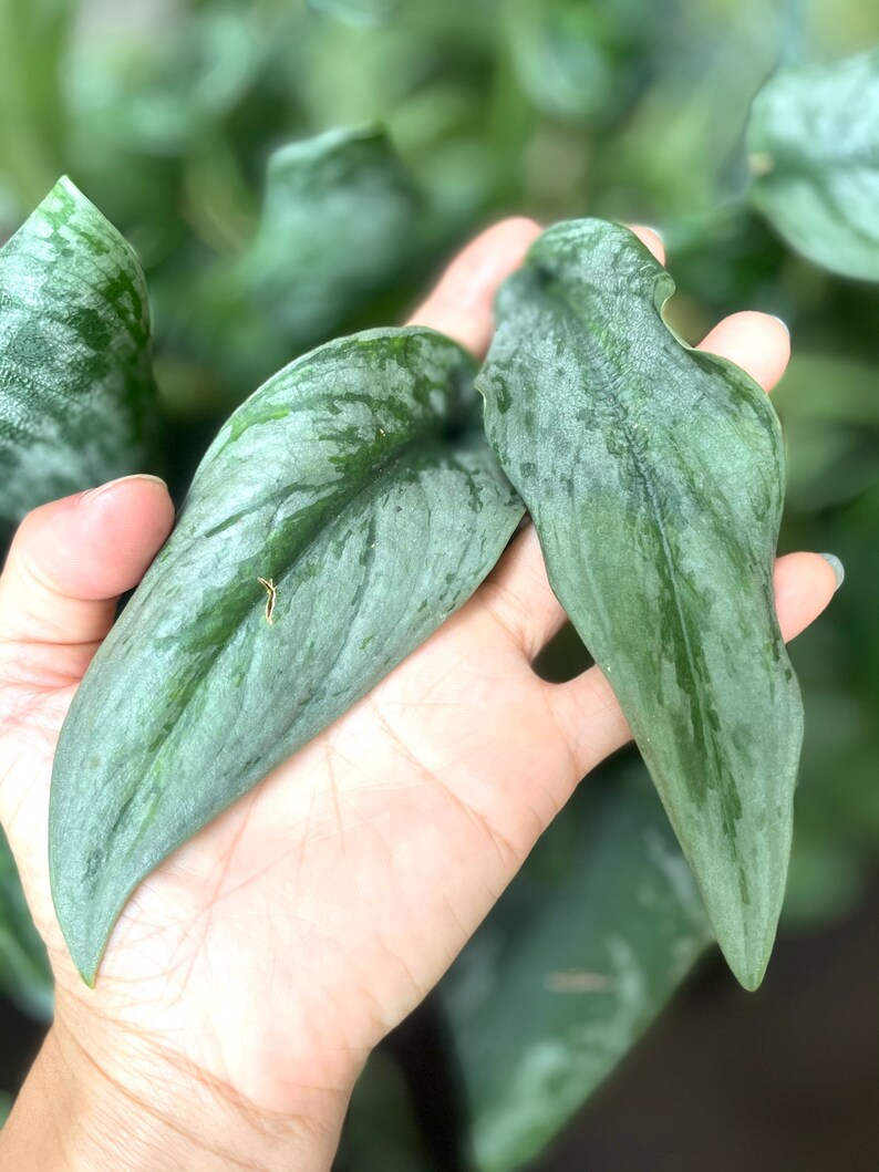 Scindapsus Silver Lady Rare Plant Rare Houseplants Hanging Etsy