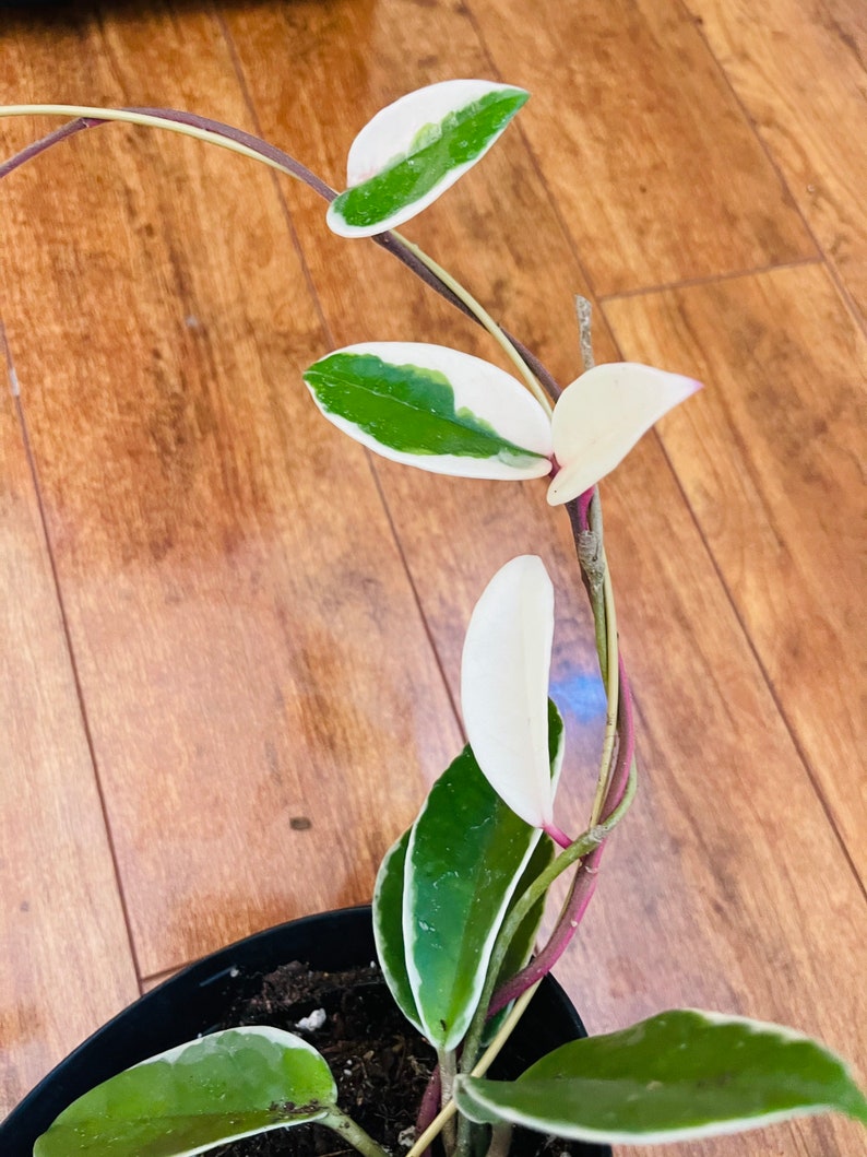 Hoya Carnosa Krimson Queen Wax Live Plant Indor Houseplant Etsy