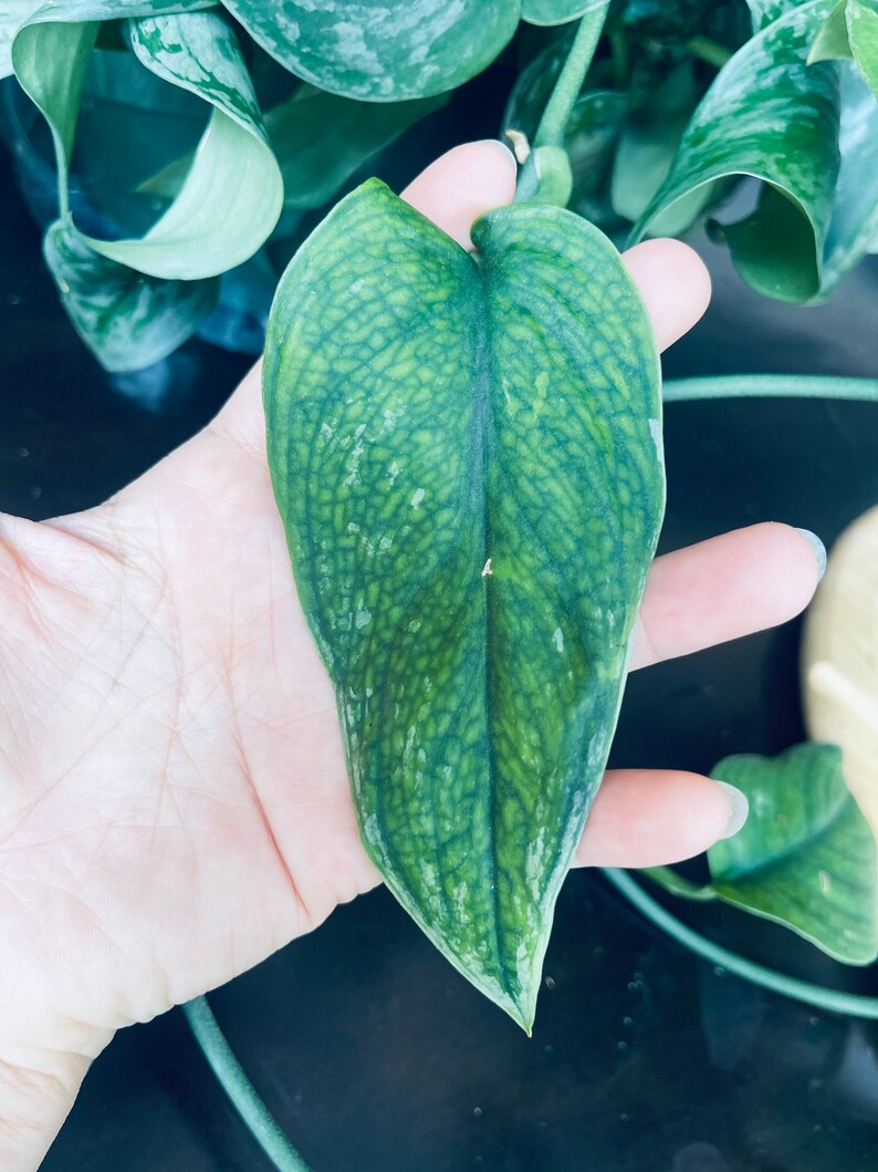 Scindapsus Silver Lady Rare Plant Rare Houseplants Hanging Etsy