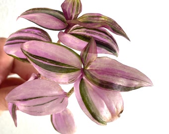 RARE wandering jew  quadricolor hybrid Tradescantia variegated wandering jew rare  variegated wandering jew pink houseplant pink plant gift