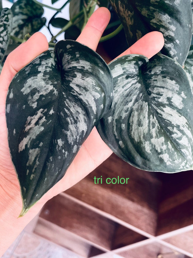 Scindapsus Silver Lady Rare Plant Rare Houseplants Hanging Etsy