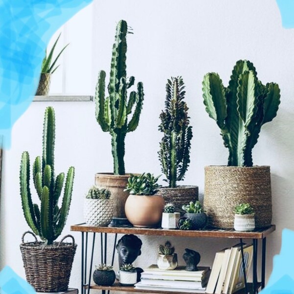 Big cactus plant tall Cactus plant Rare variegated cactus Dragon bone cactus rare cactus exotic cactus variegated plant rare succulent