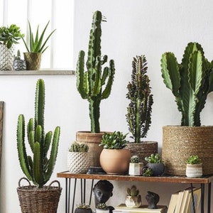 Groe Kaktus groe Kaktus seltene Kaktus exotische Kaktus Sukkulenten  Pflanze seltene sukkulente niedliche Kaktus lebende Pflanze - Etsy.de