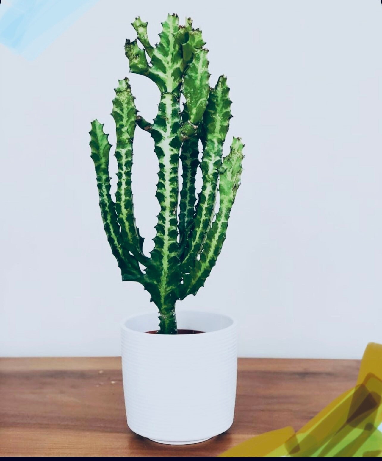 Rare Dragon Bone Cactus Rare Cactus Exotic Cactus Variegated Etsy Singapore