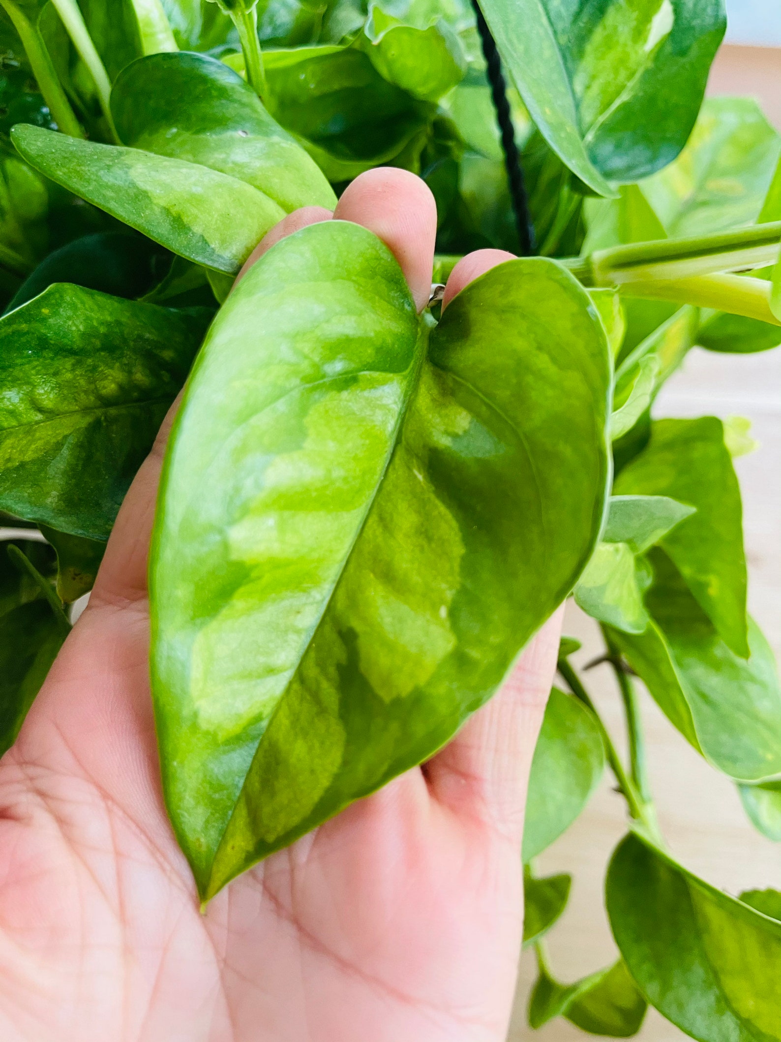 Rare pothos global green pothos Variegated plant Rare potho Etsy