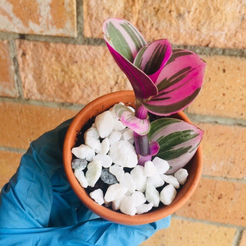Rooted rare pink wandering Jew plant Nanouk Tradescantia