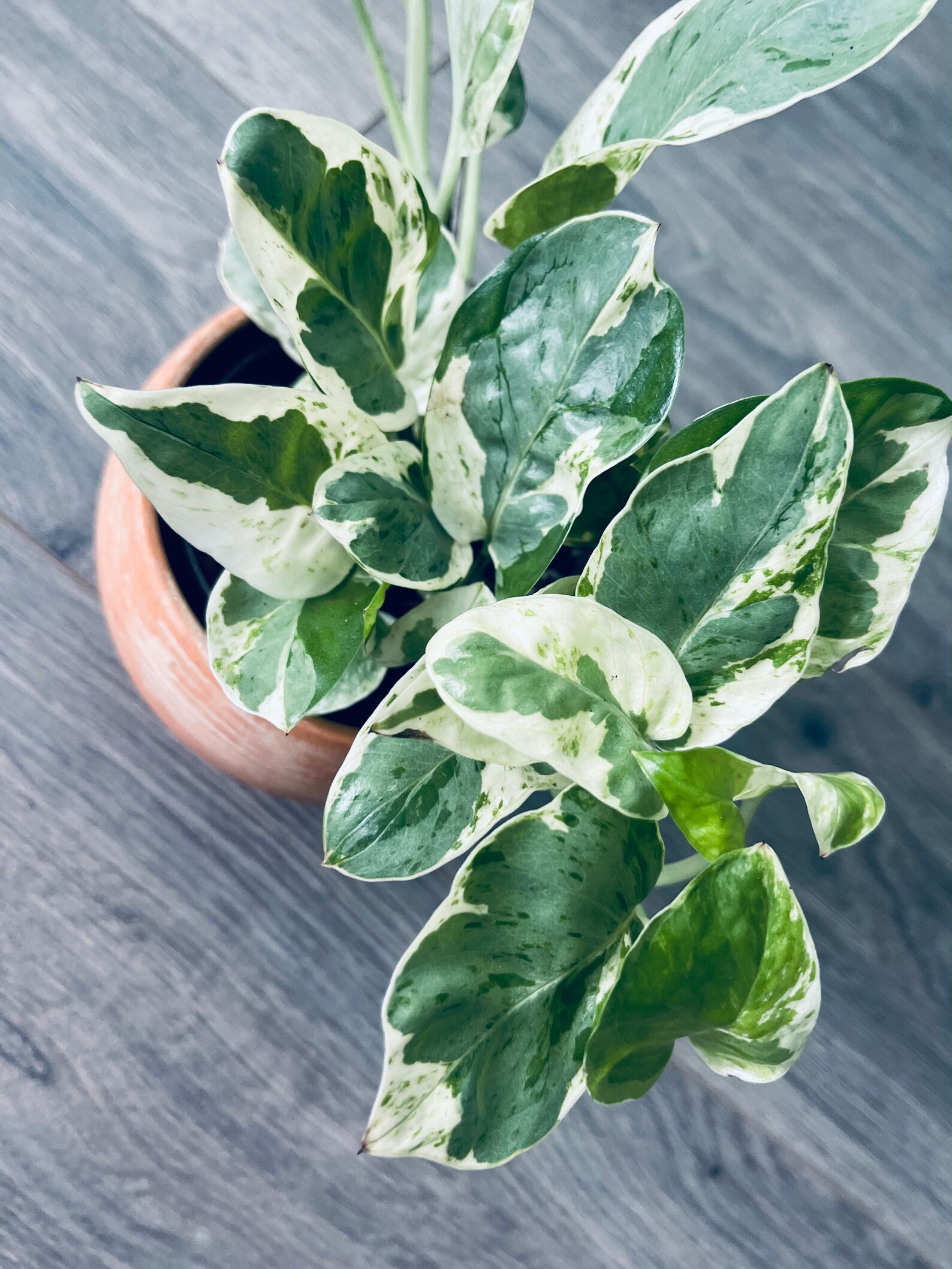Rare Pothos Pearl and Jade Pothos Plants Cutting Rare Etsy India