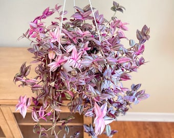 RARE Wandering Jew Tradescantia Zebrina Hybrid Rooted Plant - Etsy Sweden