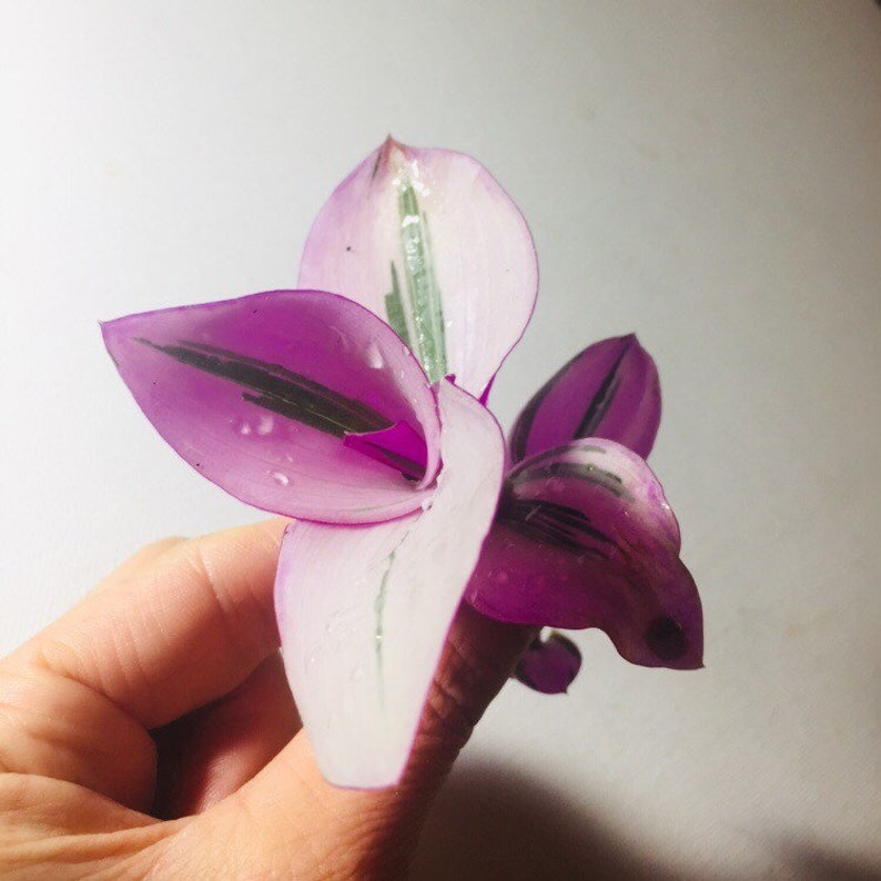 Rooted rare pink wandering Jew plant Nanouk Tradescantia