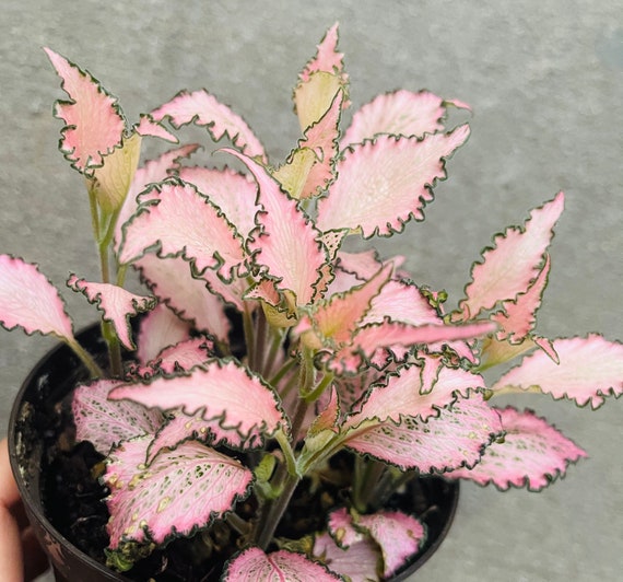 ZEER ZELDZAME kleur roze kamerplant exotische - Nederland