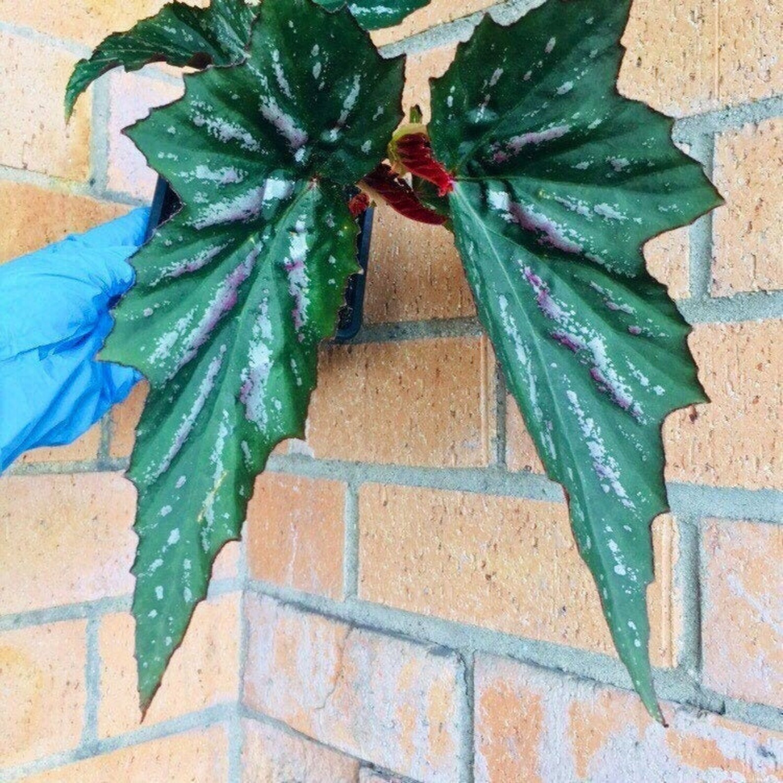 Rare Begonia angel wing begonia polka dot plants rare Etsy