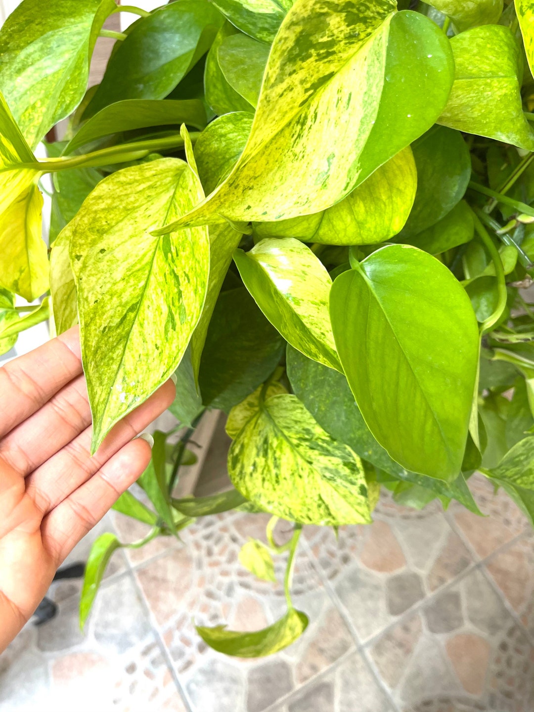 Rare Pothos Yessenia Variegated Houseplant Rare Potho Rare Houseplants