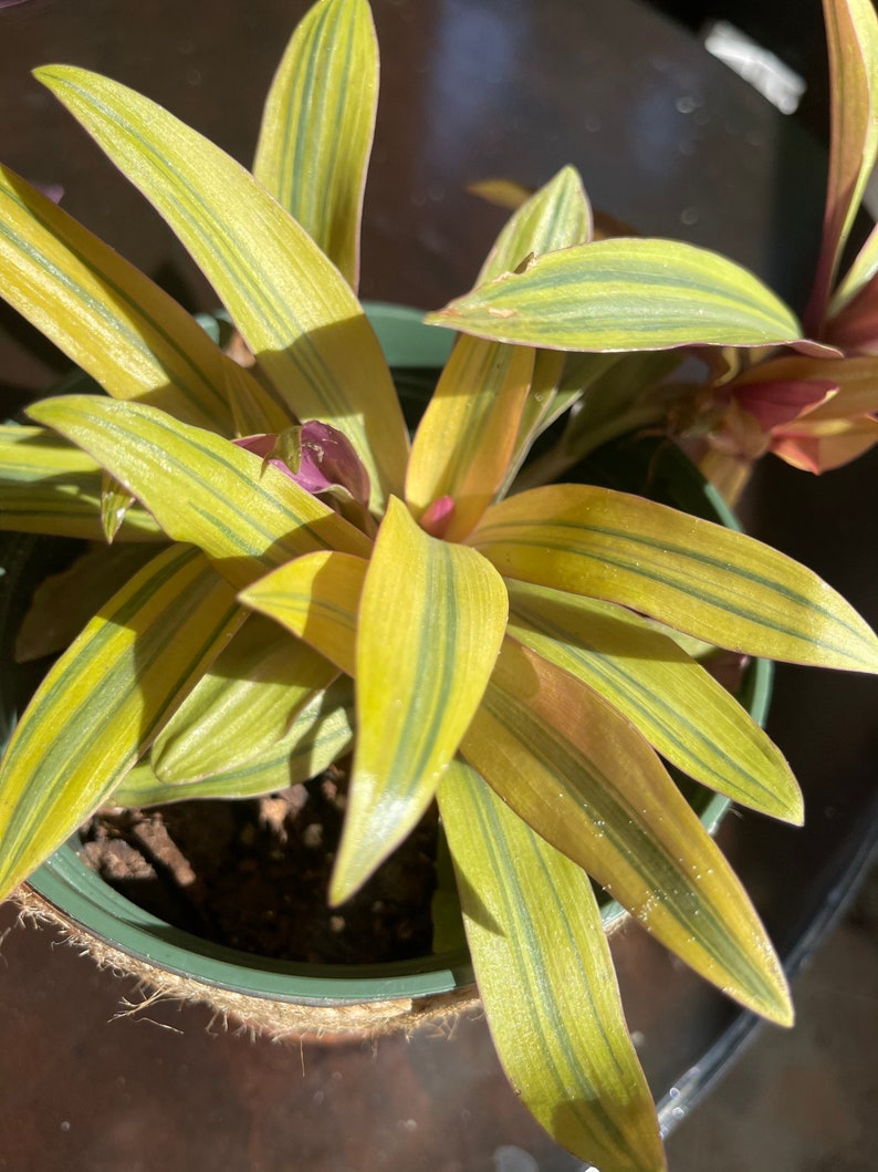 RARE House Plant Pink Live Plants Purple House Plant Colorful Etsy