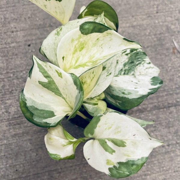 Manjula pothos Variegated plant Rare potho rare houseplants live plants hanging houseplants rare plants cutting