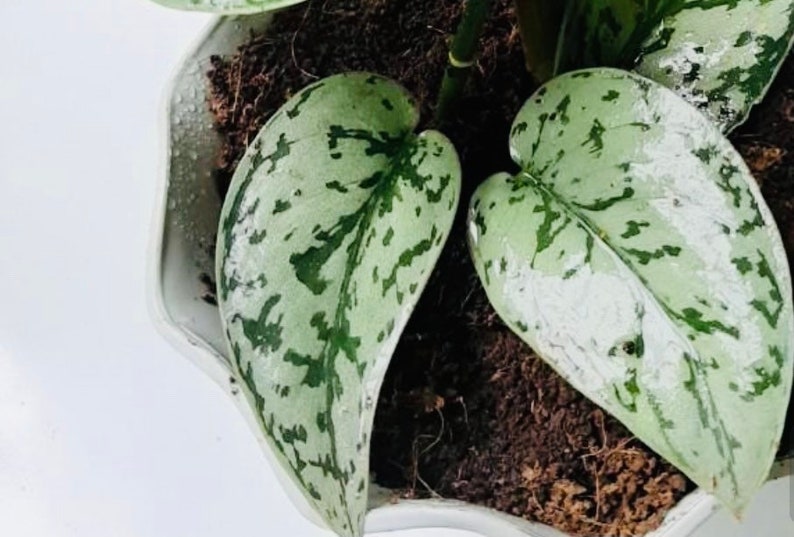 Scindapsus Silver Lady Rare Plant Rare Houseplants Hanging Etsy