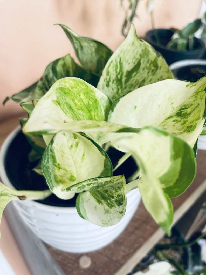 Manjula pothos Variegated plant Rare potho rare houseplants Etsy
