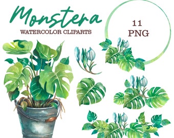 Monstera watercolor clipart, Monstera in a metal bucket, Monstera flowers, Watercolor greenery, Leaves clipart Palm tree leaf frame Tropical