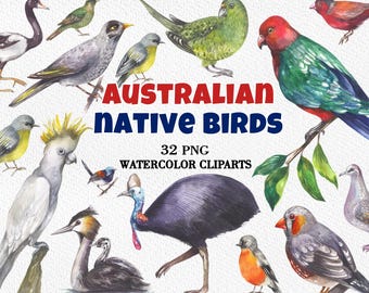 Australian native birds watercolor clipart png