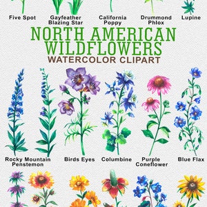 May include: Watercolor illustrations of North American wildflowers, including Gayfeather, California Poppy, Drummond Phlox, Rocky Mountain Penstemon, Birds Eyes, Columbine, Purple Coneflower, Blue Flax, Lemon Mint, Indian Blanket, Coreopsis, Mexican Hat, California Bluebell, and Black Eyed Susan.
