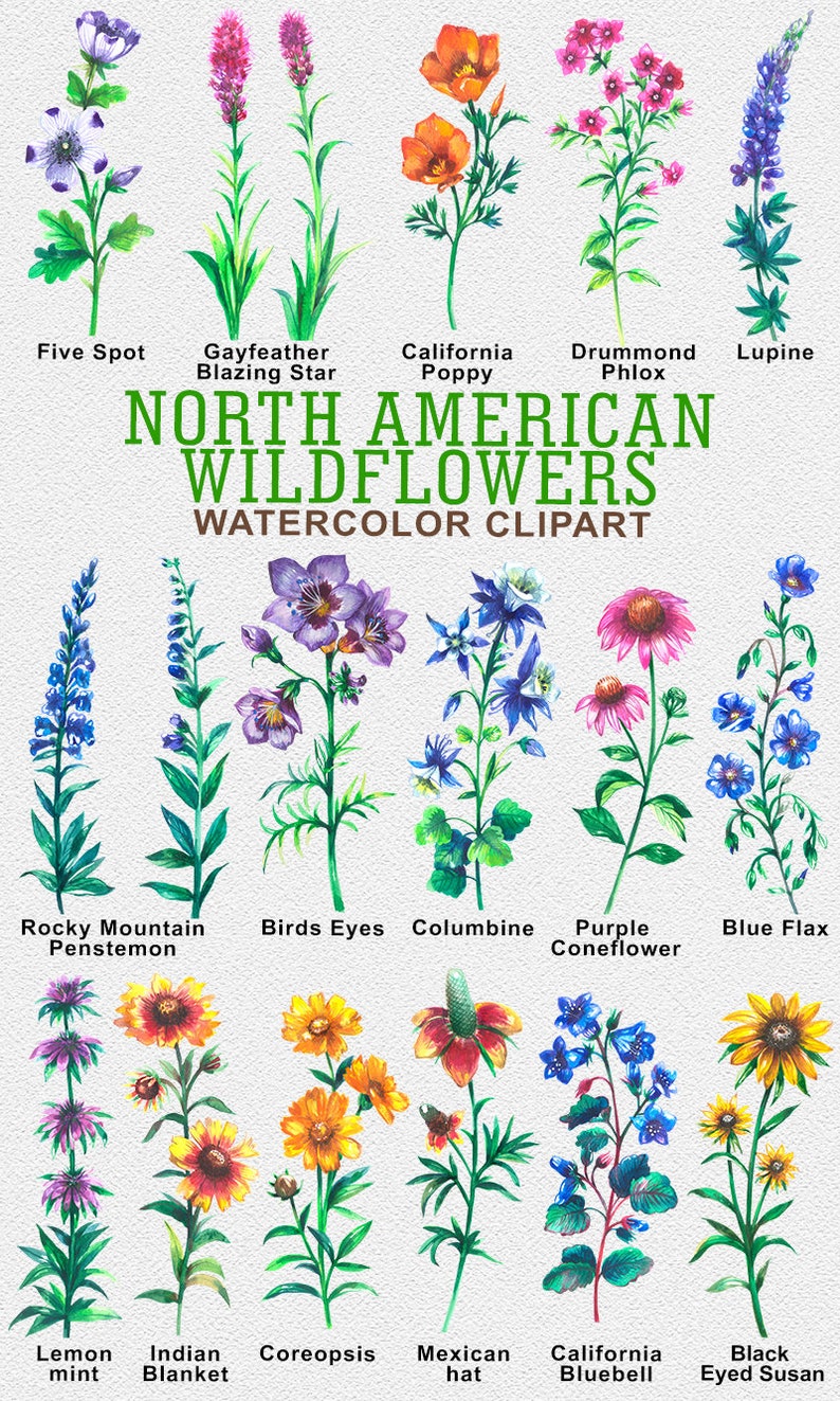 May include: Watercolor illustrations of North American wildflowers, including Gayfeather, California Poppy, Drummond Phlox, Rocky Mountain Penstemon, Birds Eyes, Columbine, Purple Coneflower, Blue Flax, Lemon Mint, Indian Blanket, Coreopsis, Mexican Hat, California Bluebell, and Black Eyed Susan.